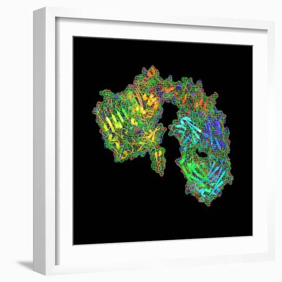 Herceptin Breast Cancer Drug Molecule-PASIEKA-Framed Premium Photographic Print