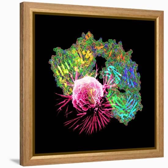 Herceptin Drug And Breast Cancer Cell-PASIEKA-Framed Premier Image Canvas