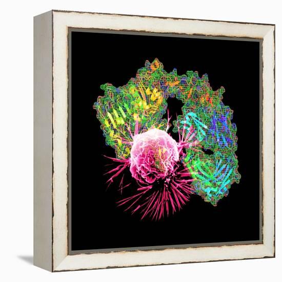 Herceptin Drug And Breast Cancer Cell-PASIEKA-Framed Premier Image Canvas