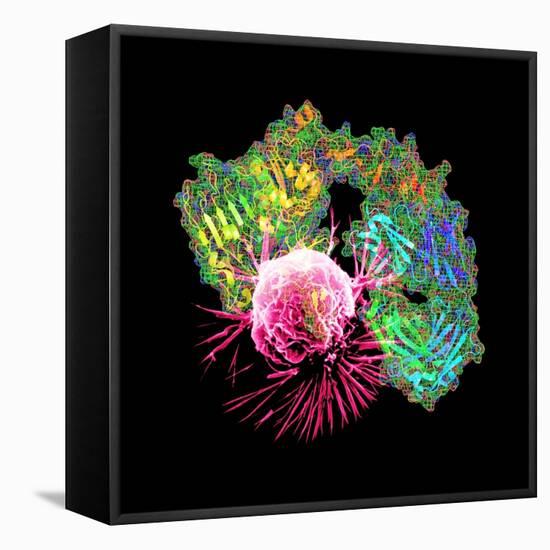 Herceptin Drug And Breast Cancer Cell-PASIEKA-Framed Premier Image Canvas