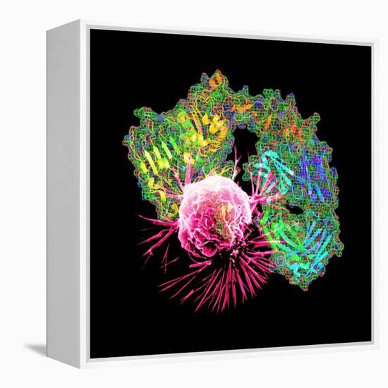 Herceptin Drug And Breast Cancer Cell-PASIEKA-Framed Premier Image Canvas