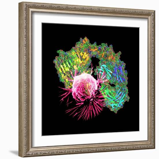 Herceptin Drug And Breast Cancer Cell-PASIEKA-Framed Premium Photographic Print