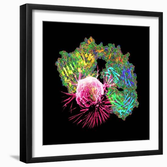 Herceptin Drug And Breast Cancer Cell-PASIEKA-Framed Premium Photographic Print