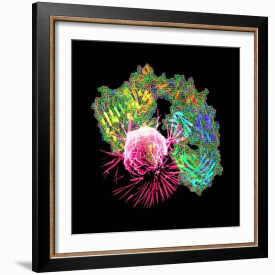 Herceptin Drug And Breast Cancer Cell-PASIEKA-Framed Premium Photographic Print