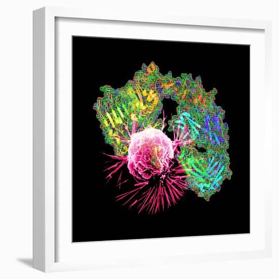 Herceptin Drug And Breast Cancer Cell-PASIEKA-Framed Premium Photographic Print