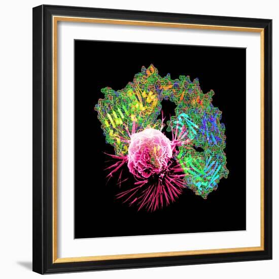 Herceptin Drug And Breast Cancer Cell-PASIEKA-Framed Premium Photographic Print