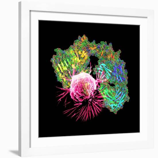 Herceptin Drug And Breast Cancer Cell-PASIEKA-Framed Photographic Print