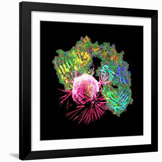 Herceptin Drug And Breast Cancer Cell-PASIEKA-Framed Photographic Print
