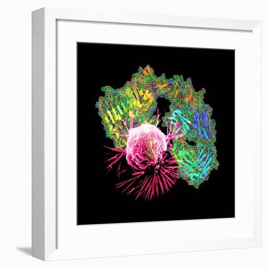 Herceptin Drug And Breast Cancer Cell-PASIEKA-Framed Photographic Print