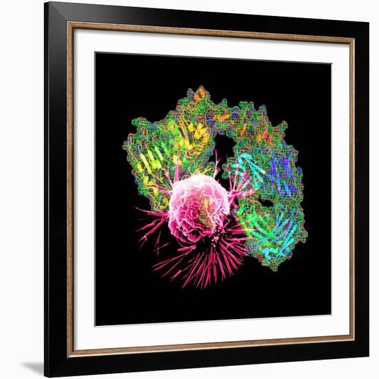 Herceptin Drug And Breast Cancer Cell-PASIEKA-Framed Photographic Print