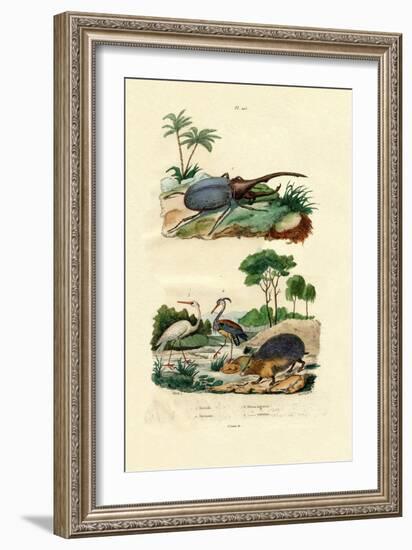 Hercules Beetle, 1833-39-null-Framed Giclee Print