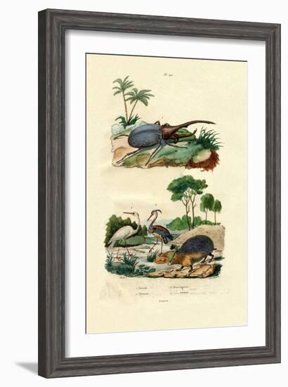 Hercules Beetle, 1833-39-null-Framed Giclee Print