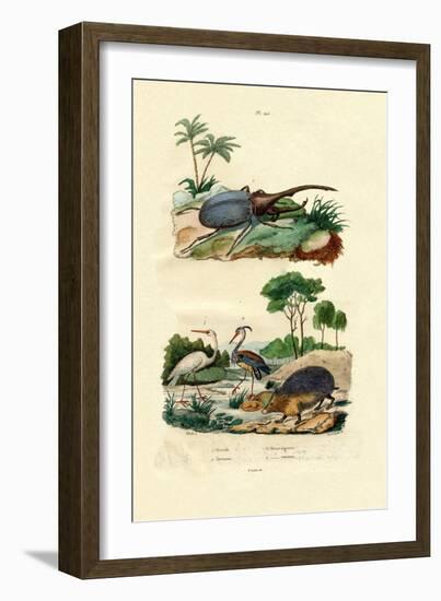 Hercules Beetle, 1833-39-null-Framed Giclee Print