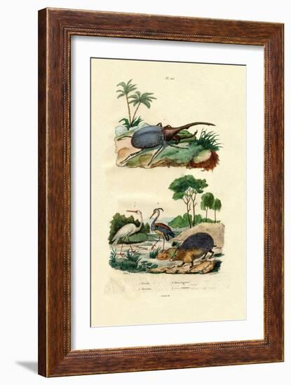 Hercules Beetle, 1833-39-null-Framed Giclee Print