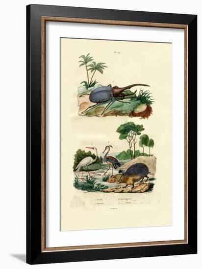 Hercules Beetle, 1833-39-null-Framed Giclee Print