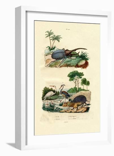 Hercules Beetle, 1833-39-null-Framed Giclee Print