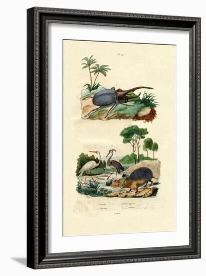 Hercules Beetle, 1833-39-null-Framed Giclee Print