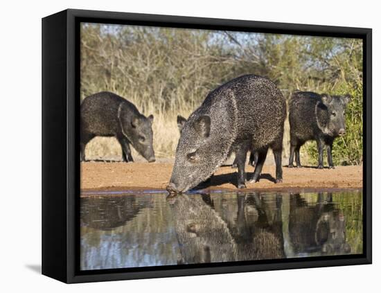 Herd Drinking at Ranch Pond, Pecari Tajacu, Collared Peccary, Starr Co., Texas, Usa-Larry Ditto-Framed Premier Image Canvas