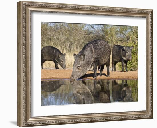 Herd Drinking at Ranch Pond, Pecari Tajacu, Collared Peccary, Starr Co., Texas, Usa-Larry Ditto-Framed Photographic Print