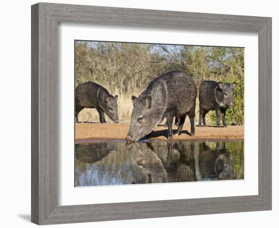 Herd Drinking at Ranch Pond, Pecari Tajacu, Collared Peccary, Starr Co., Texas, Usa-Larry Ditto-Framed Photographic Print