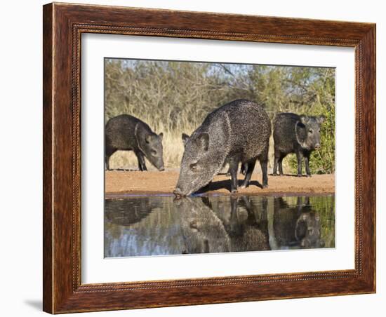 Herd Drinking at Ranch Pond, Pecari Tajacu, Collared Peccary, Starr Co., Texas, Usa-Larry Ditto-Framed Photographic Print