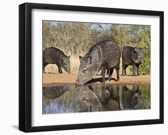 Herd Drinking at Ranch Pond, Pecari Tajacu, Collared Peccary, Starr Co., Texas, Usa-Larry Ditto-Framed Photographic Print