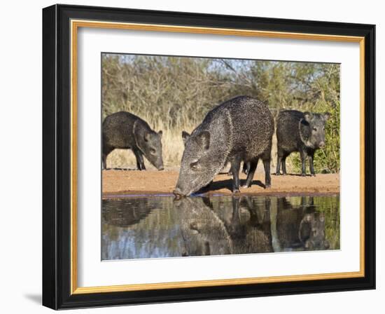 Herd Drinking at Ranch Pond, Pecari Tajacu, Collared Peccary, Starr Co., Texas, Usa-Larry Ditto-Framed Photographic Print