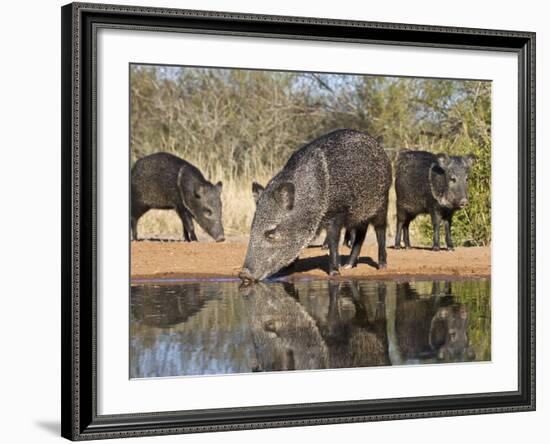 Herd Drinking at Ranch Pond, Pecari Tajacu, Collared Peccary, Starr Co., Texas, Usa-Larry Ditto-Framed Photographic Print