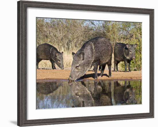 Herd Drinking at Ranch Pond, Pecari Tajacu, Collared Peccary, Starr Co., Texas, Usa-Larry Ditto-Framed Photographic Print