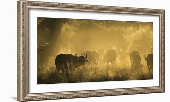 Herd Of African Buffalo (Syncerus Caffer) Silhouetted In Mist, Okavango Delta, Botswana-Wim van den Heever-Framed Photographic Print