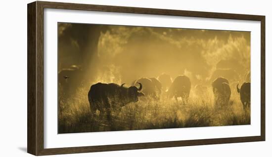 Herd Of African Buffalo (Syncerus Caffer) Silhouetted In Mist, Okavango Delta, Botswana-Wim van den Heever-Framed Photographic Print