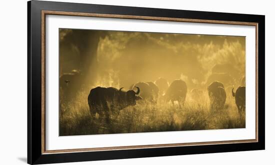 Herd Of African Buffalo (Syncerus Caffer) Silhouetted In Mist, Okavango Delta, Botswana-Wim van den Heever-Framed Photographic Print