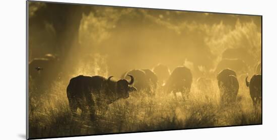 Herd Of African Buffalo (Syncerus Caffer) Silhouetted In Mist, Okavango Delta, Botswana-Wim van den Heever-Mounted Photographic Print