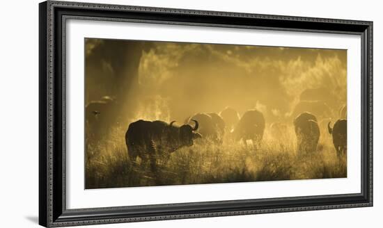 Herd Of African Buffalo (Syncerus Caffer) Silhouetted In Mist, Okavango Delta, Botswana-Wim van den Heever-Framed Photographic Print