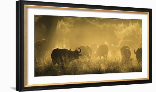 Herd Of African Buffalo (Syncerus Caffer) Silhouetted In Mist, Okavango Delta, Botswana-Wim van den Heever-Framed Photographic Print