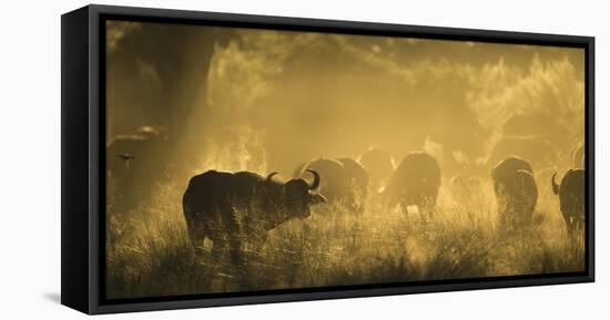 Herd Of African Buffalo (Syncerus Caffer) Silhouetted In Mist, Okavango Delta, Botswana-Wim van den Heever-Framed Premier Image Canvas