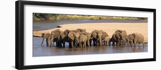 Herd of African Elephants at a River-null-Framed Photographic Print