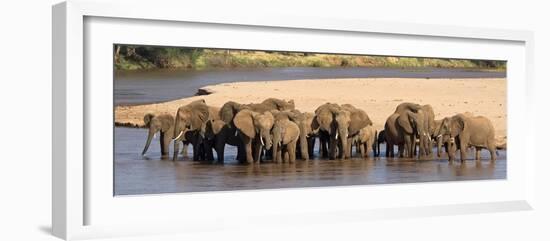 Herd of African Elephants at a River-null-Framed Photographic Print