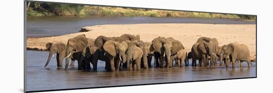 Herd of African Elephants at a River-null-Mounted Photographic Print