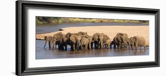 Herd of African Elephants at a River-null-Framed Photographic Print