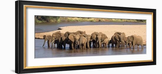 Herd of African Elephants at a River-null-Framed Photographic Print