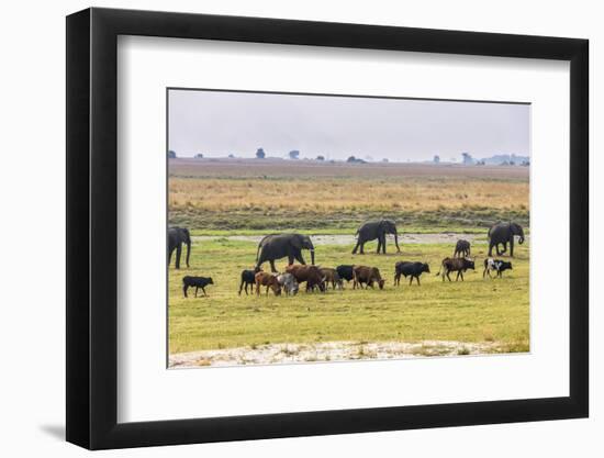 Herd of African Elephants grazing with cattle, Chobe National Park in Botswana-Christophe Courteau-Framed Photographic Print