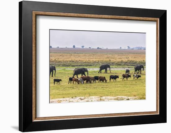 Herd of African Elephants grazing with cattle, Chobe National Park in Botswana-Christophe Courteau-Framed Photographic Print