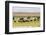 Herd of African Elephants grazing with cattle, Chobe National Park in Botswana-Christophe Courteau-Framed Photographic Print