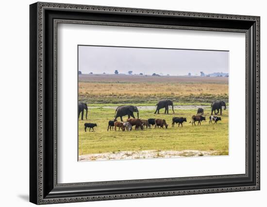 Herd of African Elephants grazing with cattle, Chobe National Park in Botswana-Christophe Courteau-Framed Photographic Print