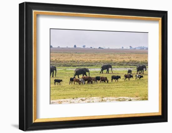 Herd of African Elephants grazing with cattle, Chobe National Park in Botswana-Christophe Courteau-Framed Photographic Print