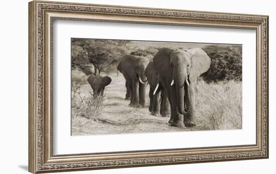 Herd of African Elephants, Kenya-null-Framed Giclee Print