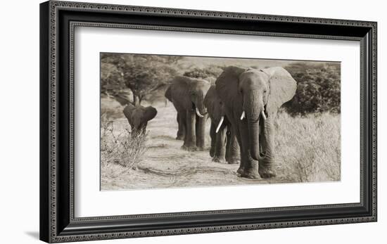 Herd of African Elephants, Kenya-null-Framed Giclee Print