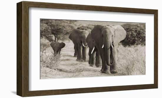 Herd of African Elephants, Kenya-null-Framed Giclee Print