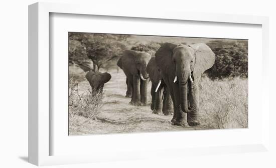 Herd of African Elephants, Kenya-null-Framed Giclee Print